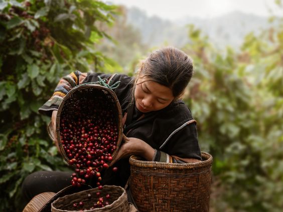 5 reasons you should be buying ethically-sourced coffee in Latin Ameri –  tierrafresca